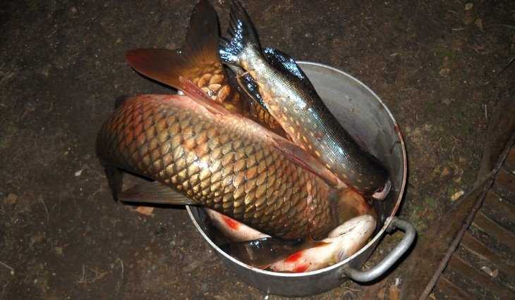 На Брянщине оштрафовали около 200 криминальных рыболовов