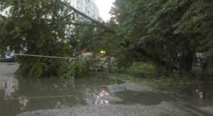 Ураганный ветер поломал деревья в Брянске