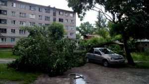 Сломанное ветром дерево придавило легковушку в Брянске