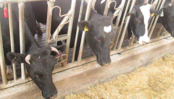 Тульский покупатель коров погорел на попытке подкупа брянского фермера