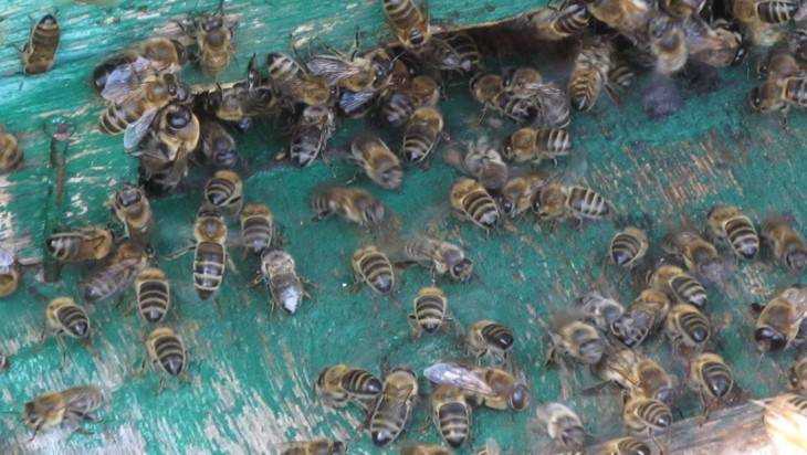 Из брянского ТРЦ Тимошковых выпроводили рой пчел