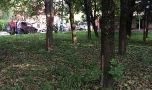 В брянском поселке Путевка дрелью и химией уничтожили парк