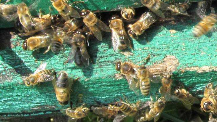 Дикая пчела убила 38-летнюю женщину