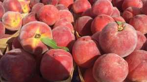 Брянские инспекторы запретили ввозить персики с плодожоркой