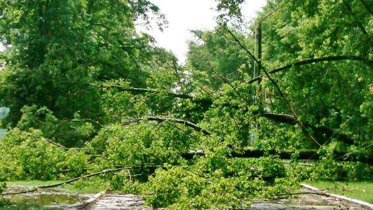 В Сельцо сломанное ураганом дерево рухнуло на беседку детсада