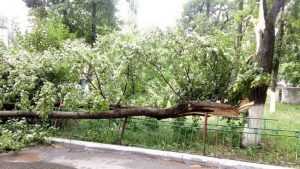 Сильный ветер в Брянске повалил несколько деревьев
