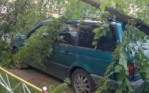 В Брянске ветер повалил дерево на машину