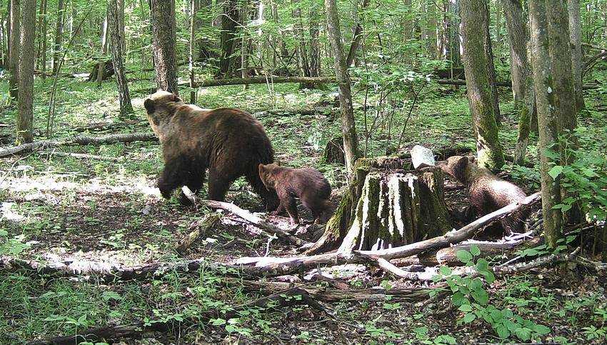 Брянский лес пополнился семью медвежатами