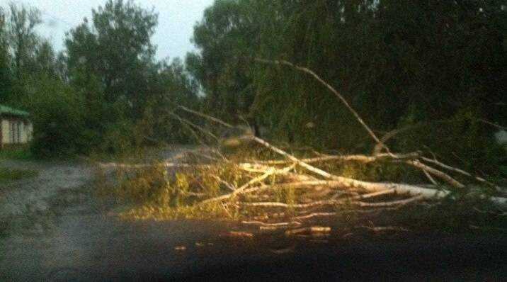 В брянских городах ураган повалил деревья