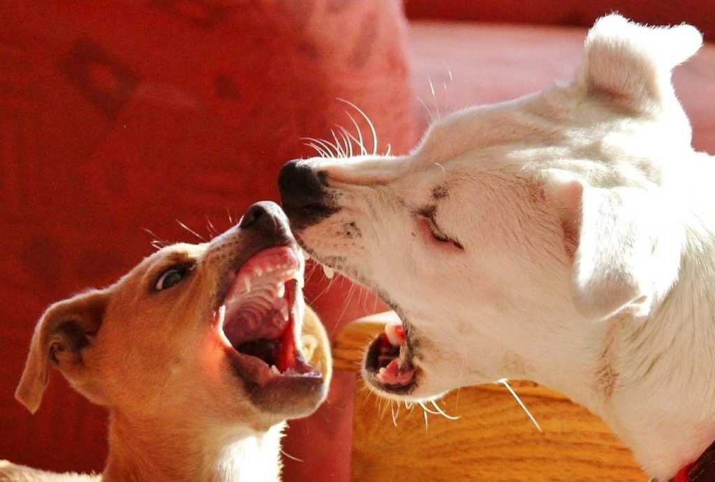 Брянские ветеринары рассказали о собачьей жизни