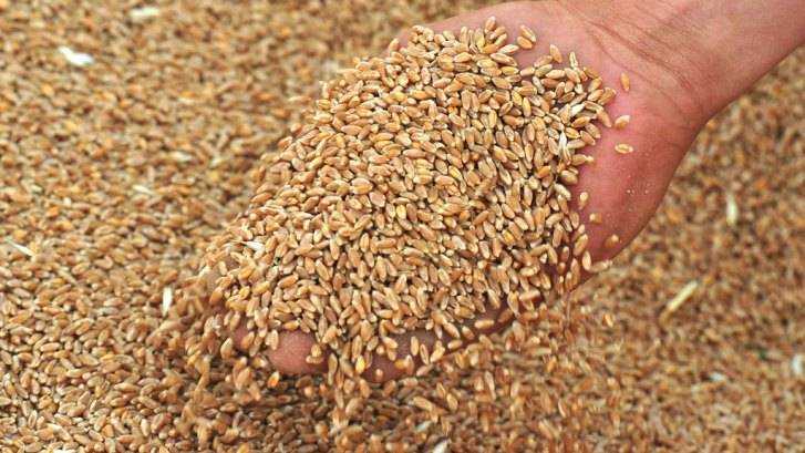 Брянские эксперты забраковали более 5 тысяч тонн зерна