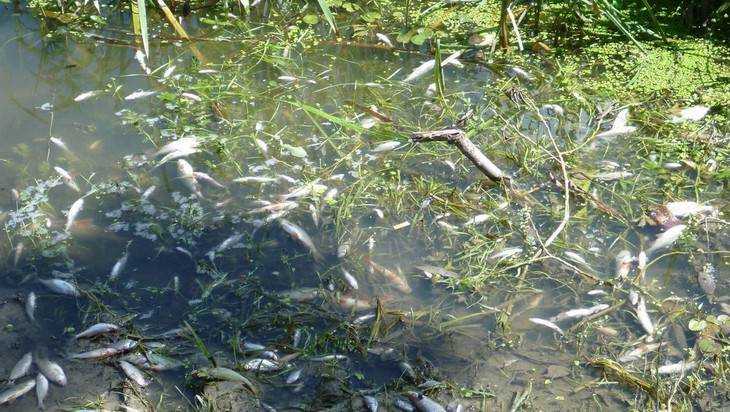 Под Севском Брянской области погибла рыба