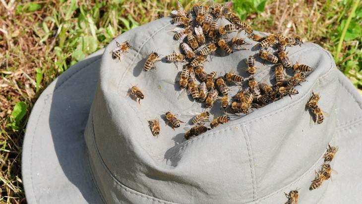 Брянские пчелы убили пьяницу, пытавшегося похитить мед