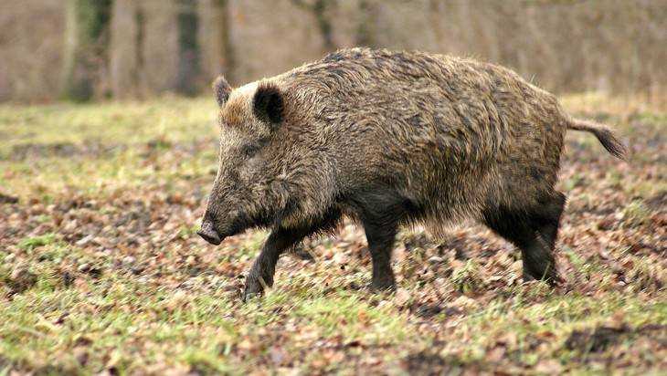Брянским охотникам разрешили отстрел диких свиней