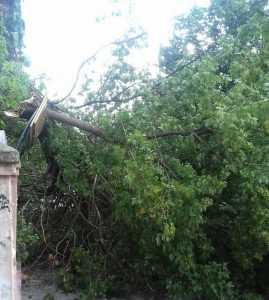 В центре Брянска на тротуар рухнуло дерево