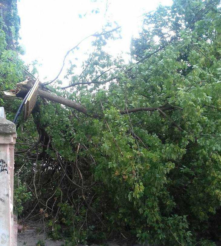В центре Брянска на тротуар рухнуло дерево