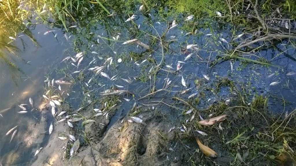 Ущерб от гибели рыбы в отравленной брянской реке превысил 3 миллиона