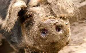 Под Брянском обнаружили очаг африканской чумы свиней
