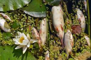 Росприроднадзор уличили в бездействии после гибели рыбы в брянской реке