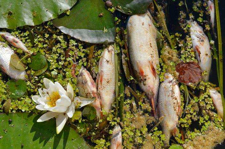 Росприроднадзор уличили в бездействии после гибели рыбы в брянской реке