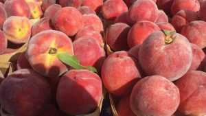 Брянские эксперты нашли вредителя в персиках