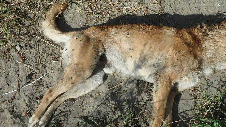 Брянские зоозащитники сообщили о массовых убийствах собак