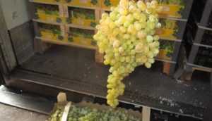 На брянском складе выявили турецкий виноград с пестицидами