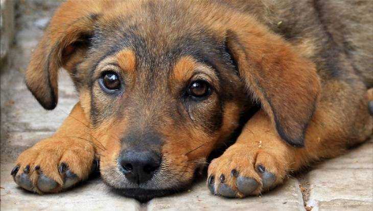 Брянские зоозащитники сообщили о массовых казнях собак на Новостройке