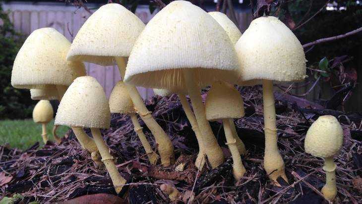 Токсиколог заявил об опасных грибах в брянских лесах