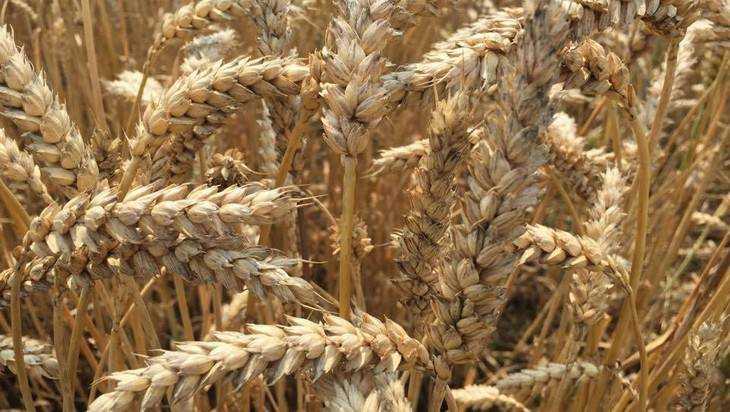 Правительство: В Брянской области намолотят полтора миллиона тонн зерна