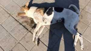 В Брянске опять отравили собак