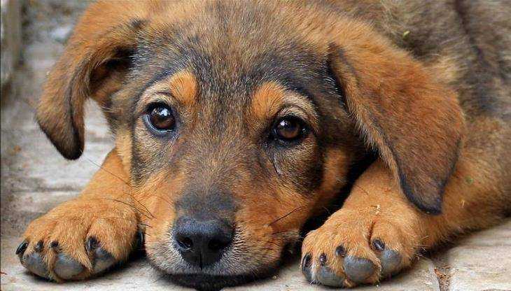 Отправлен под суд брянский живодёр, зверски убивший собаку