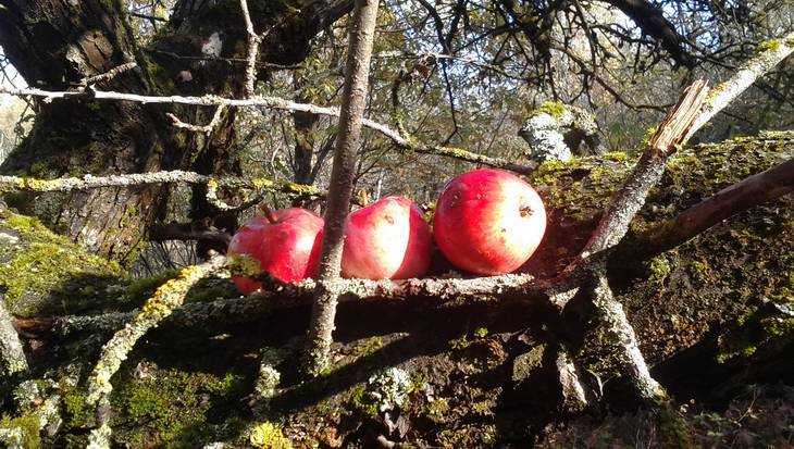 Брянцы потребовали от белорусов объяснить фантастический урожай яблок
