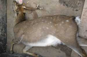 Под колесами машины погиб редкий для брянских лесов пятнистый олень