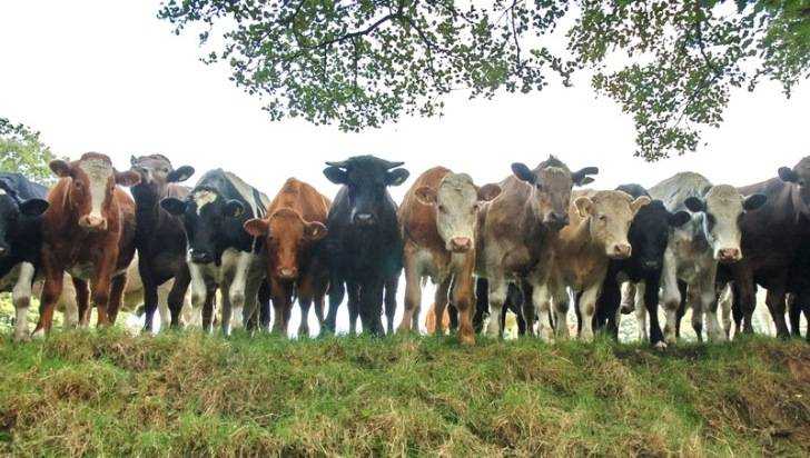 Из Брянской области выгнали 33 коровы