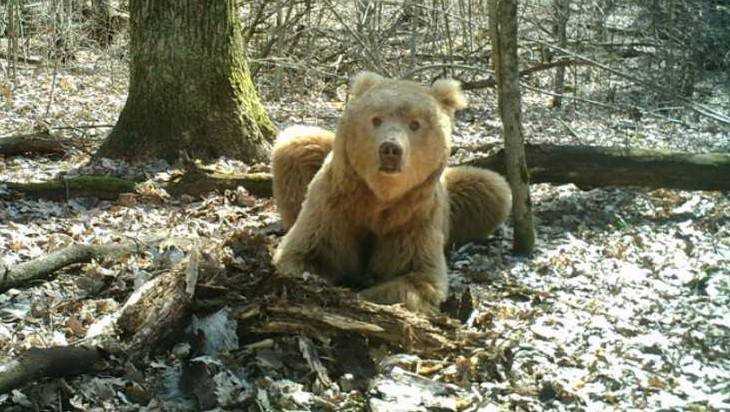 Медведи стали пугающе часто встречаться брянцам