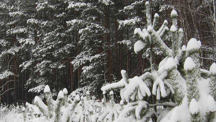 Ликующие брянцы засыпали сети первым снегом