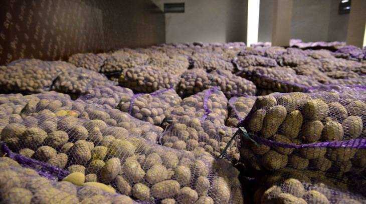Брянская область собрала 1,3 миллиона тонн картофеля