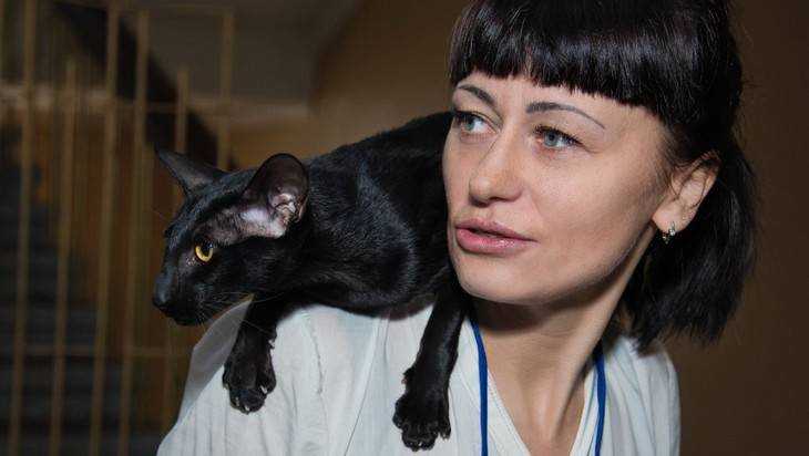 На выставку в Брянске привезли сотню кошек
