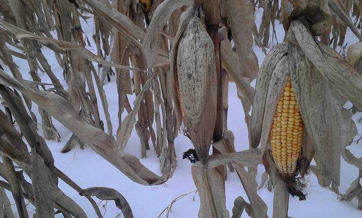 Брянцы начали экзотический этап уборки кукурузы под снегом