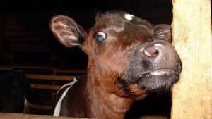 В молоке брянских коров выявили радиацию
