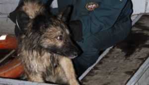 Брянские сотрудники МЧС спасли собаку от гибели на реке