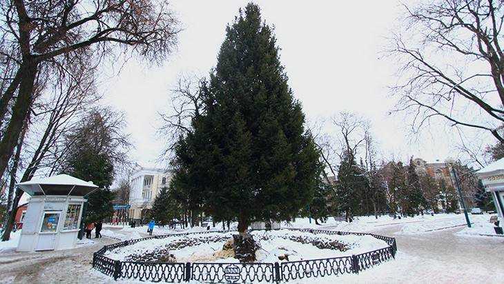 В Брянске установили главную новогоднюю елку