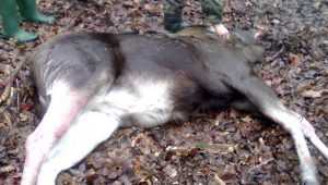 В брянском лесу браконьеры застрелили трех лосей