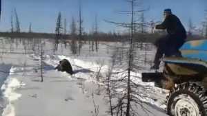 Брянский депутат-охотник осудил убийство медведя в Якутии