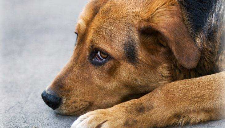 Власти Брянска предложили горожанам окрыть приют для собак