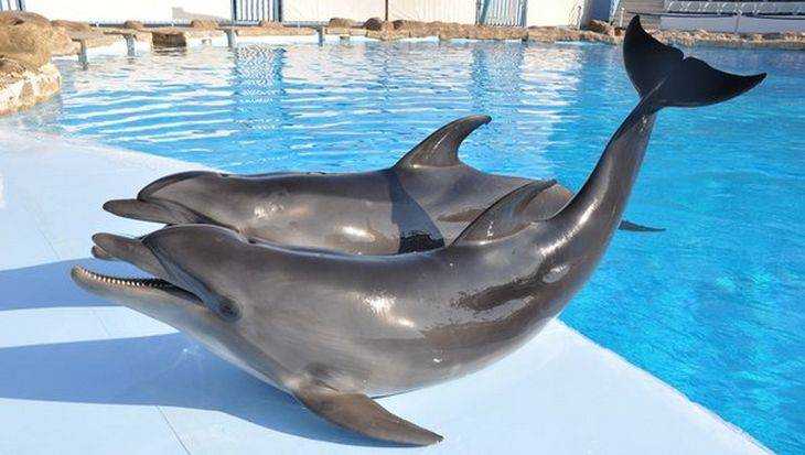 Брянцев потрясли издевательства над дельфинами