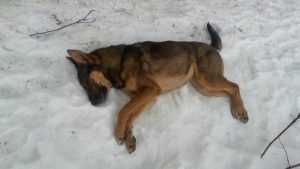 В Брянске опять начались убийства собак