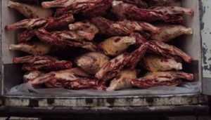 В Брянске забраковали 37 тонн белорусского мяса со срезанными клеймами