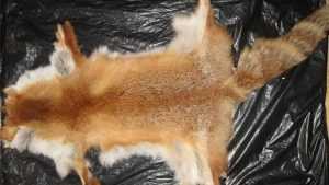 Брянская полиция разыскала шкуру бешеной лисы
